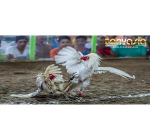 Agen Judi Sabung Ayam Teraman Dan Terpercaya | sabung ayam | judi sabung ayam